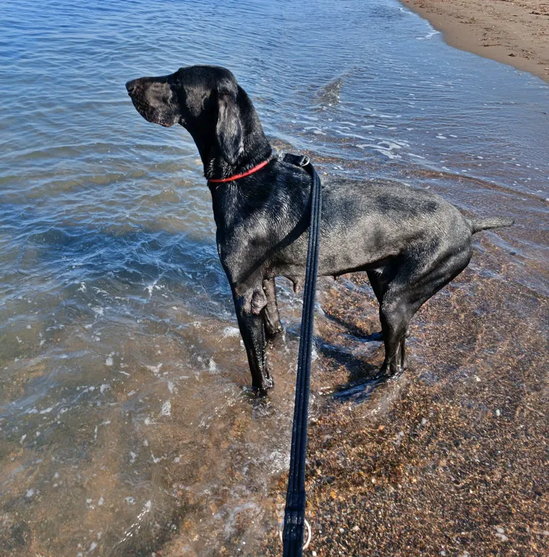 Giacomo con il suo cane – Il lucente Kurzhaar di Giacomo